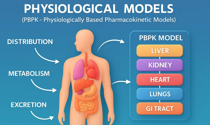 Diagram illustrating PBPK physiological models
